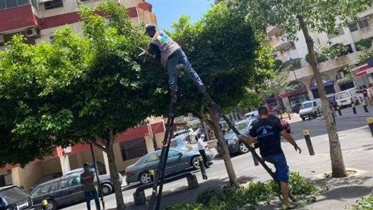 تنظيف شوارع العاصمة وتشحيل الأشجار... إليكم التفاصيل...