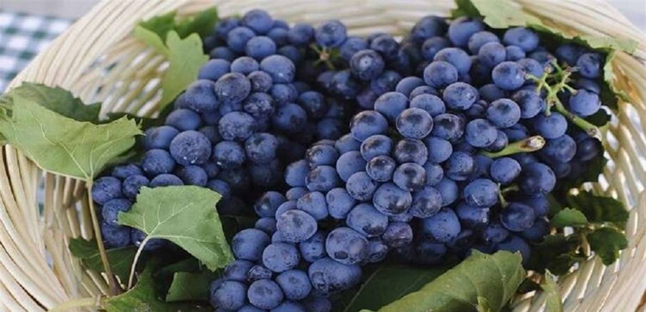 بيع عنقود عنب بـ 12 ألفا و700 دولار