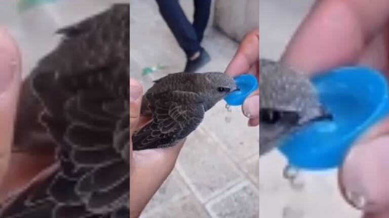مقدسيون ينقذون عصفورا استنشق الغاز الإسرائيلي المسيل للدموع