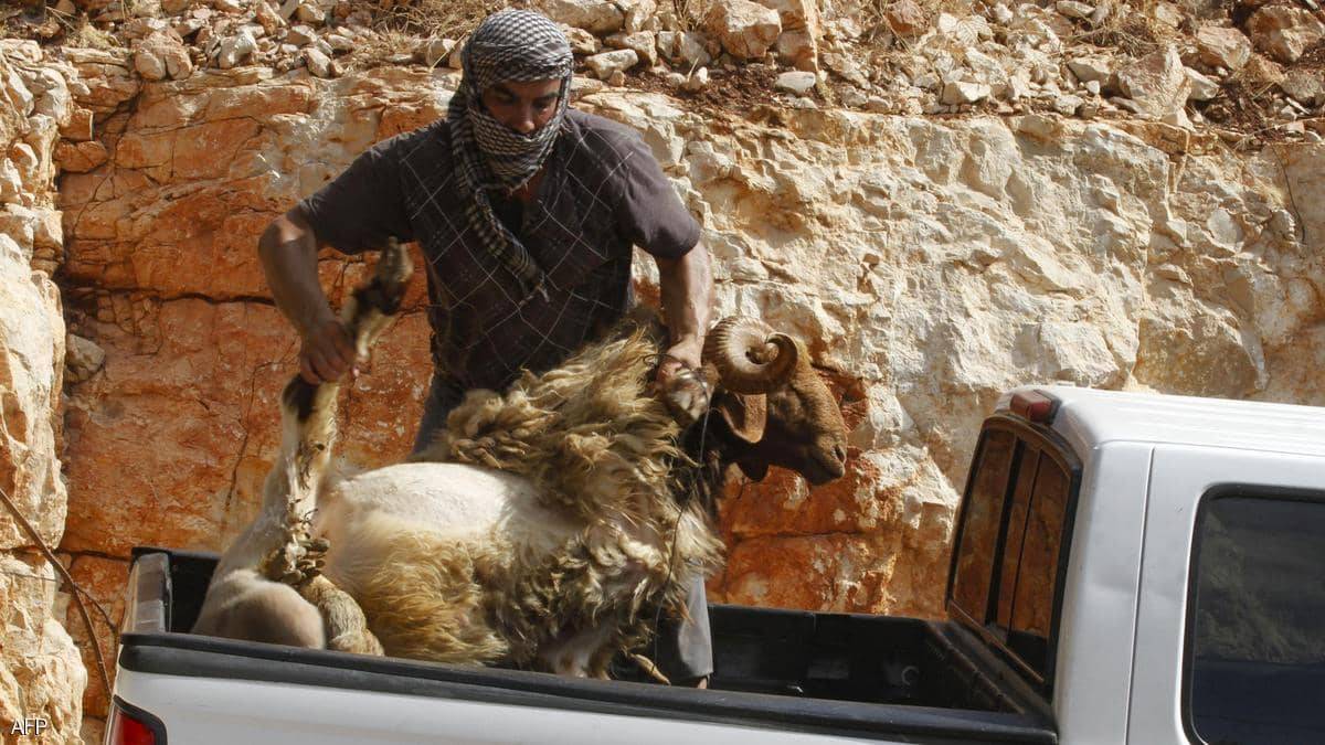 أسعار أضاحي العيد عمّقت الأوجاع وغيّرت العادات في لبنان!