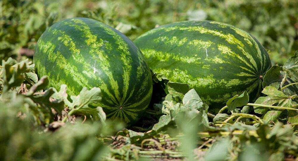 خبير يقيم المخاطر الصحية للنترات في البطيخ