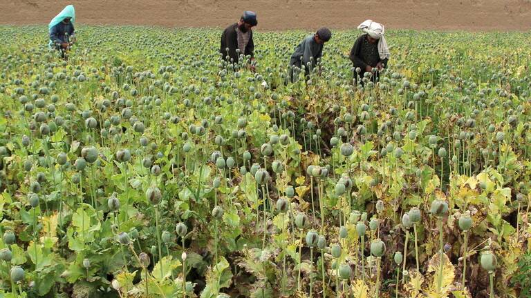 الخارجية الروسية: المبادرات الأميركية لمكافحة المخدرات في أفغانستان فشلت