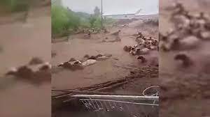 مع الحرائق.. السيول تجتاح بلدة تركية وتجرف المواشي