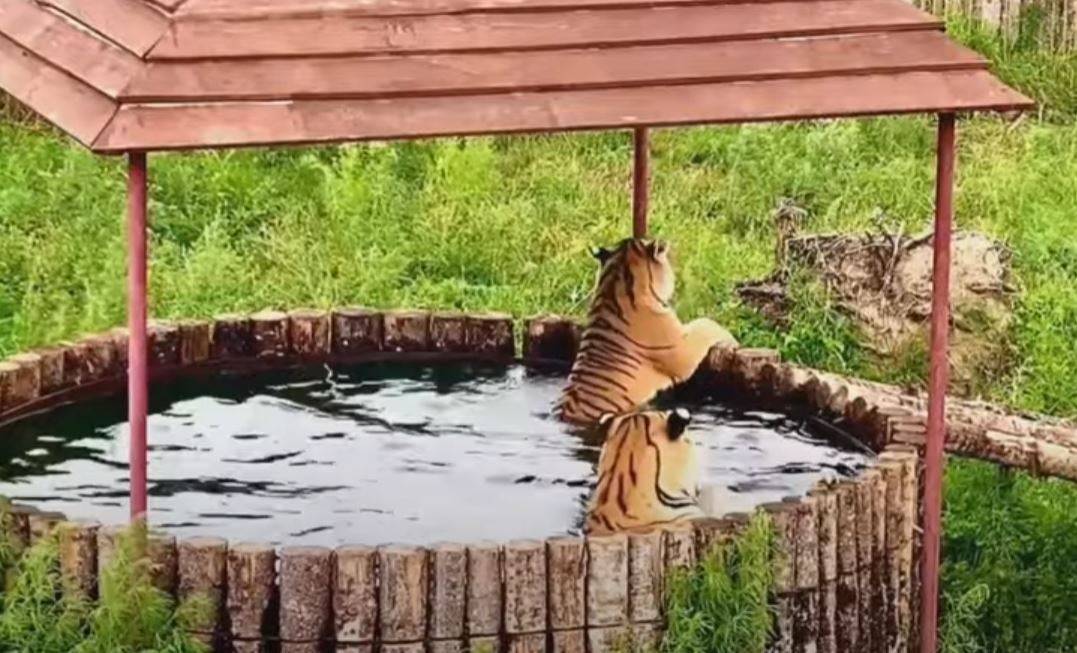 نمور روسية تسبح في 