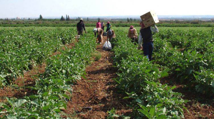 دراسة تحذر من خطر بشري يهدد المحصول الزراعي للعالم