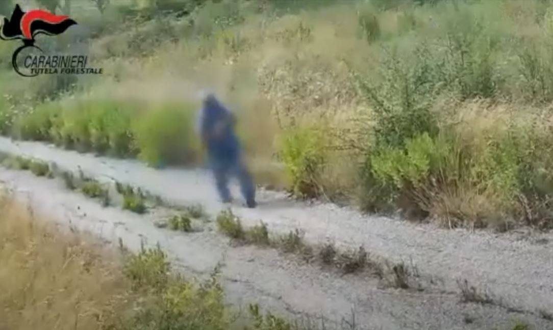 إيطاليا.. كاميرا توثق لحظة إشعال حريق بشكل متعمد في منطقة ريفية