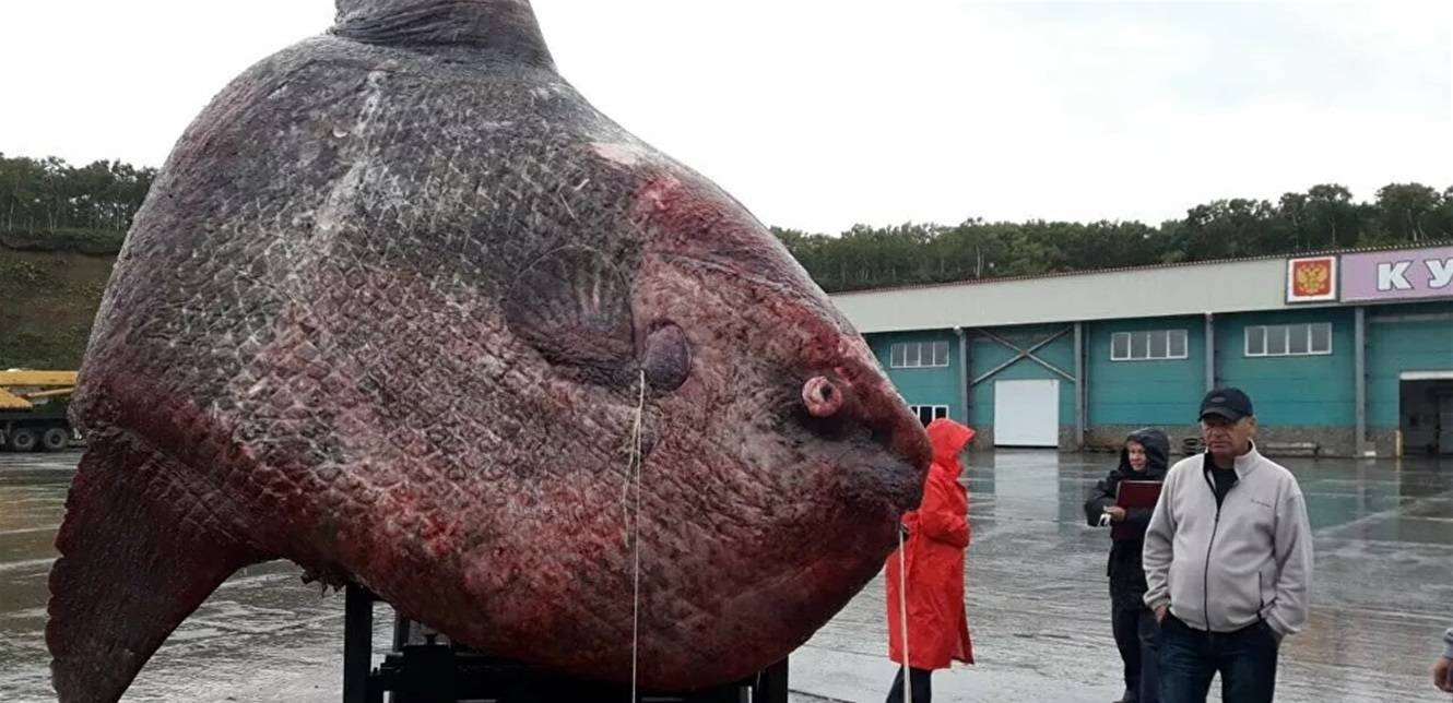 سمكة غريبة 
