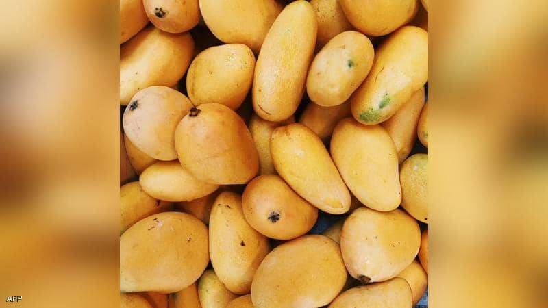المانجو.. ما علاقة الفاكهة اللذيذة بالاكتئاب والسرطان؟