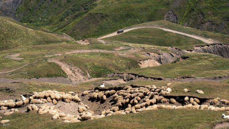بالفيديو.. صاعقة رعدية تقتل 550 رأسا من الأغنام في جورجيا