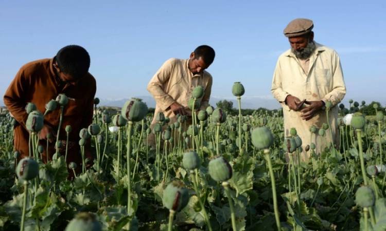 "طالبان" تعلن حظر زراعة المخدرات في أفغانستان
