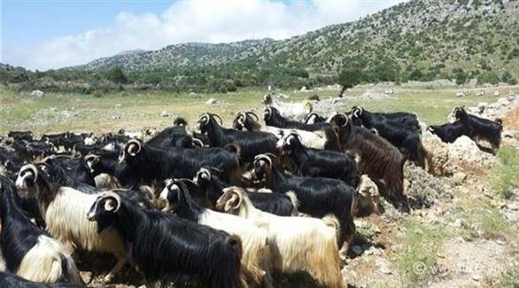 العدو يعيد الماعز التي احتجزها