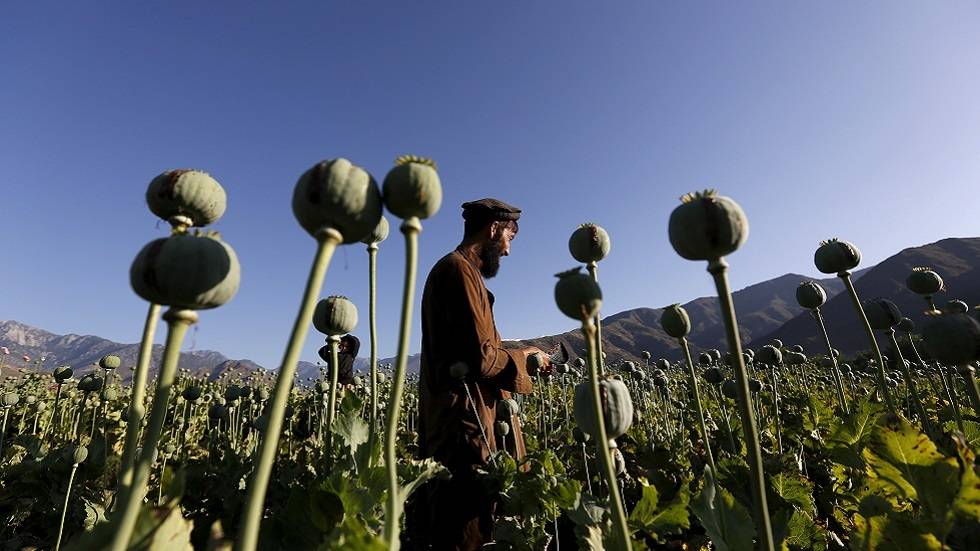 المتحدث باسم "طالبان": لدينا خطة لمنع إنتاج المخدرات