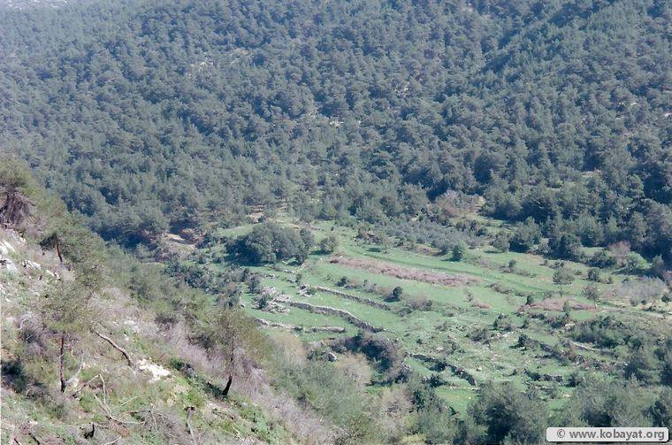 وفاة مواطن أثناء جمعه الحطب في وادي عودين