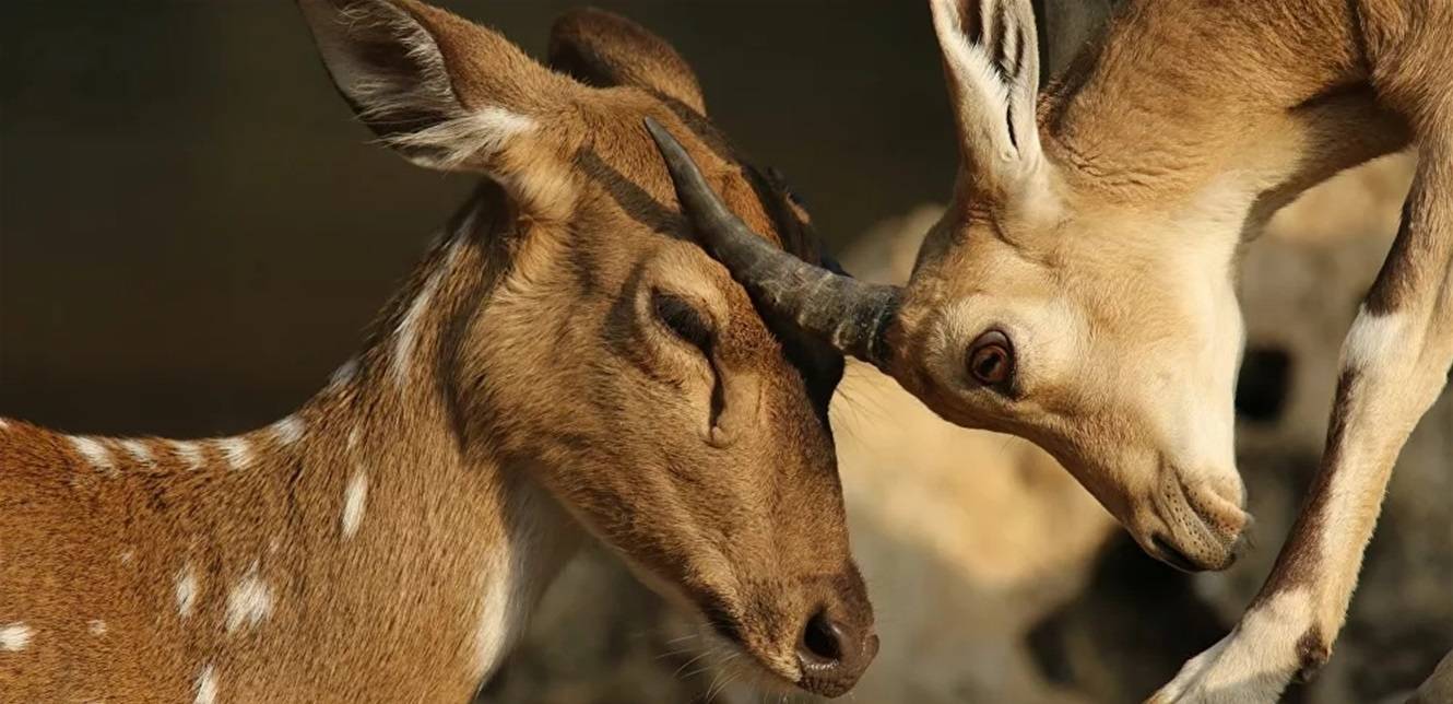 تسجل أول إصابات لغزلان بـ"كورونا" في العالم
