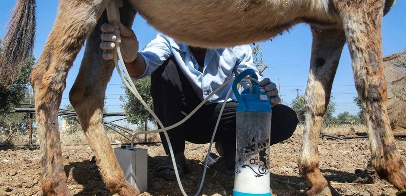 يزيل البقع والتجاعيد وحب الشباب.. فوائد لا تصدق لـ"صابون الحمير"
