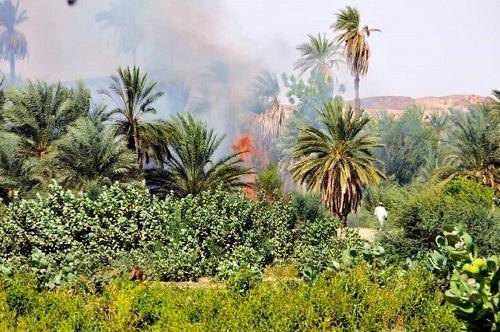 حرائق هائلة تقضي على أكثر من ألفي شجرة نخيل شمال السودان