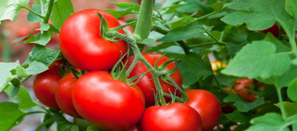 بالصورة - سعر البندورة يحلق من جديد