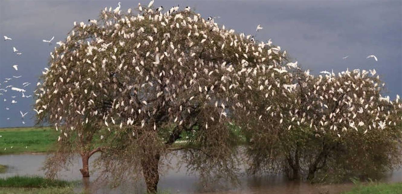 "بسبب كورونا".. دراسة تكشف تغيرات في سلوك الطيور