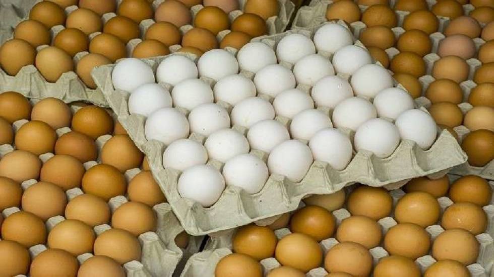سعر كرتونة البيض مستمر بالارتفاع... كم بلغ سعرها ؟