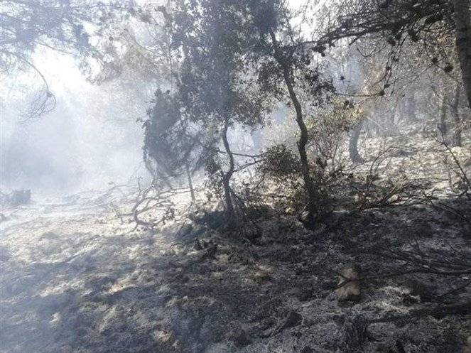 حريق في الضنية...  والنار يلتهم أكثر من ألف متر من الأشجار الحرجية