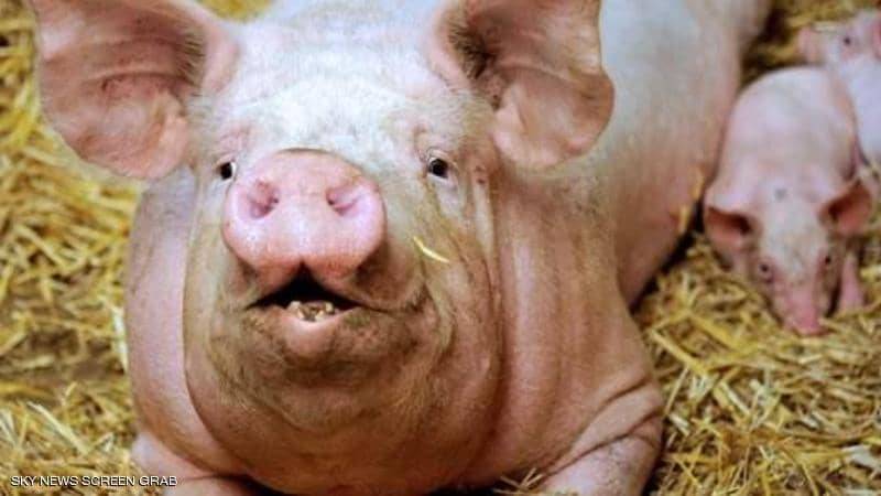 زراعة كلية خنزير في جسم إنسان "تنعش" آمال ملايين