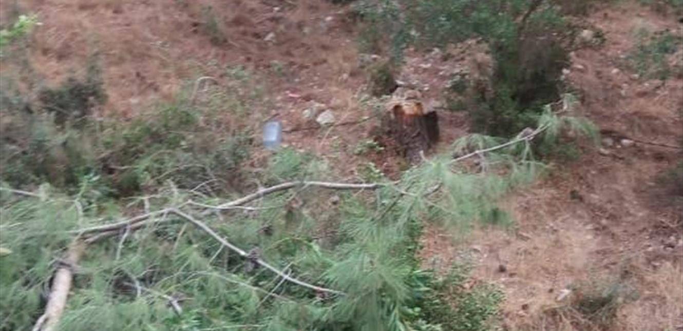 مجزرة بيئية في جبل البيرة