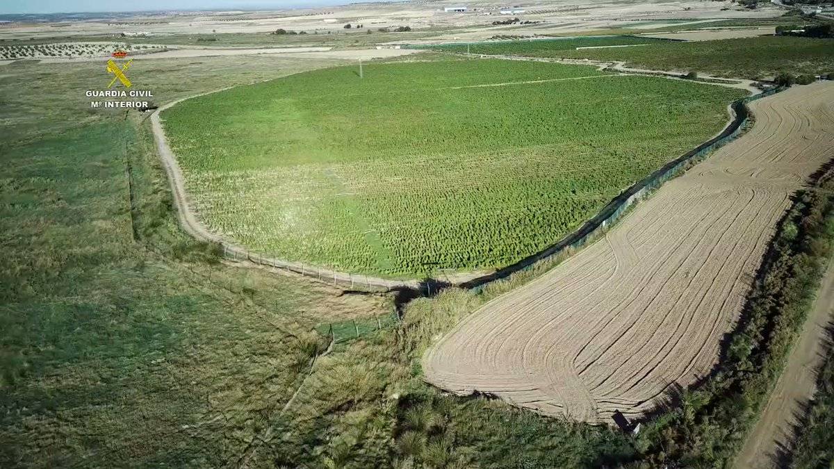 شرطة إسبانيا تكشف وتفكك أكبر حقل للماريغوانا في أوروبا