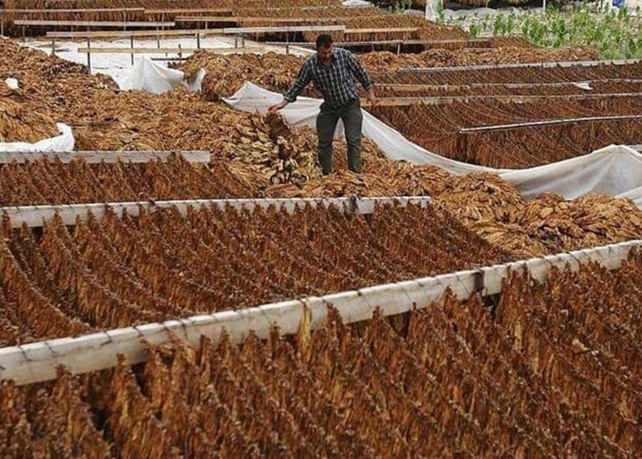 مزارعو التبغ دعوا للاعتصام غدا في عيترون: أسعار الريجي لا ترقى الى سعر التكلفة