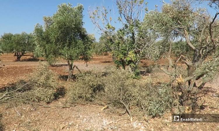 خلال قطاف الزيتون في إدلب
ضحايا برصاص مسلحي الجولاني