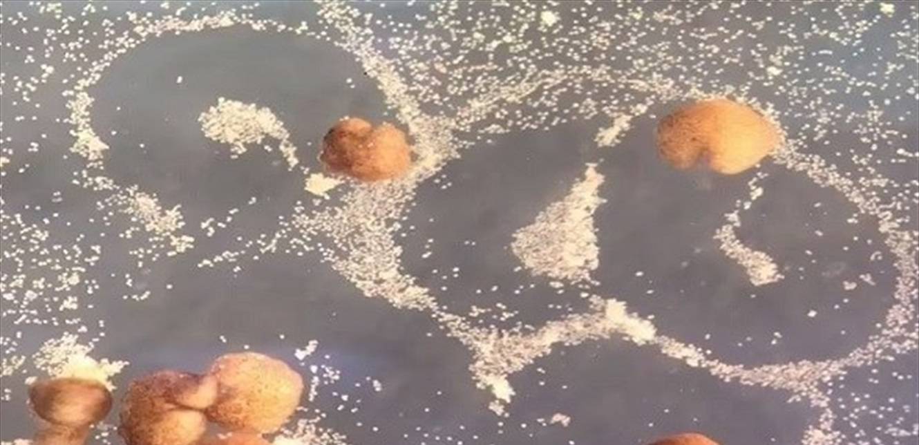 علماء يطورون علاجاً للسرطان من خلايا الضفادع