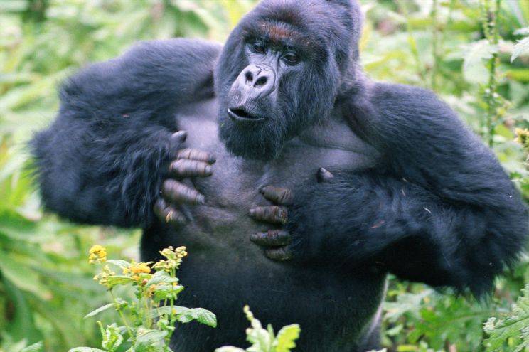 بالفيديو: "gorilla".. عسطوح بيروت!