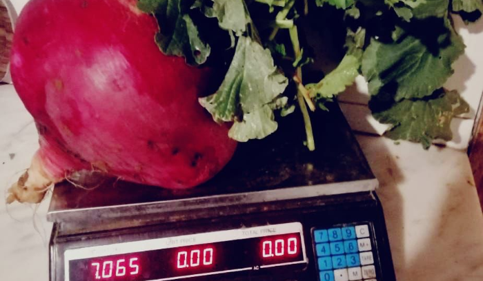 مزارع اقتلع فجلة زنتها 7 كلغ من بستانه في هذه البلدة