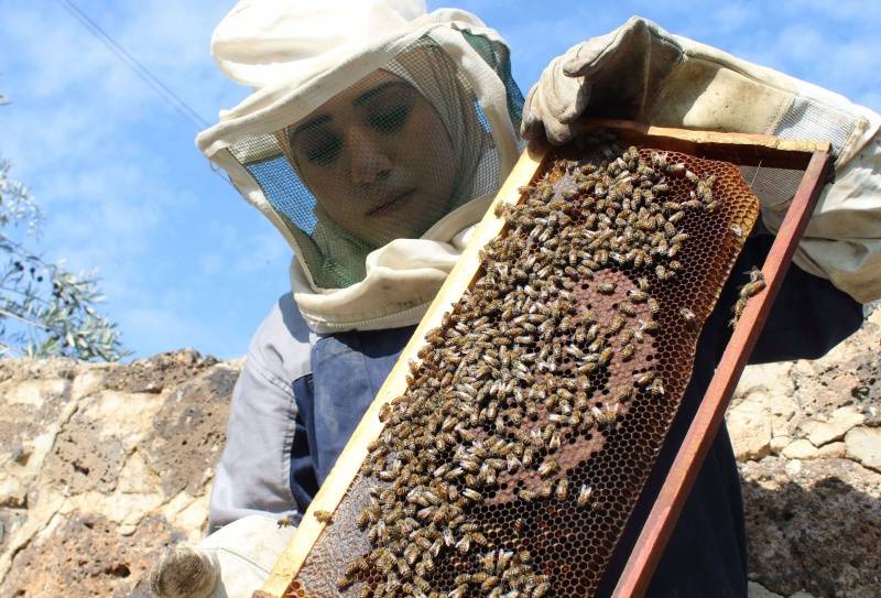بالفيديو- بعد 10 سنوات من الحرب.. النحل يعود أدراجه إلى سوريا