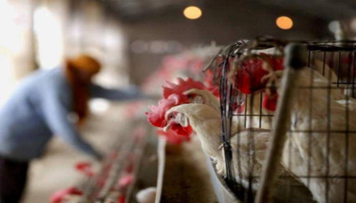 اكتشاف بؤرة لإنفلونزا الطيور شديد العدوى غربي فرنسا