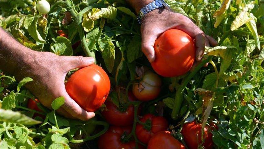 "الطماطم" تدعم الليرة التركية في مواجهة الدولار