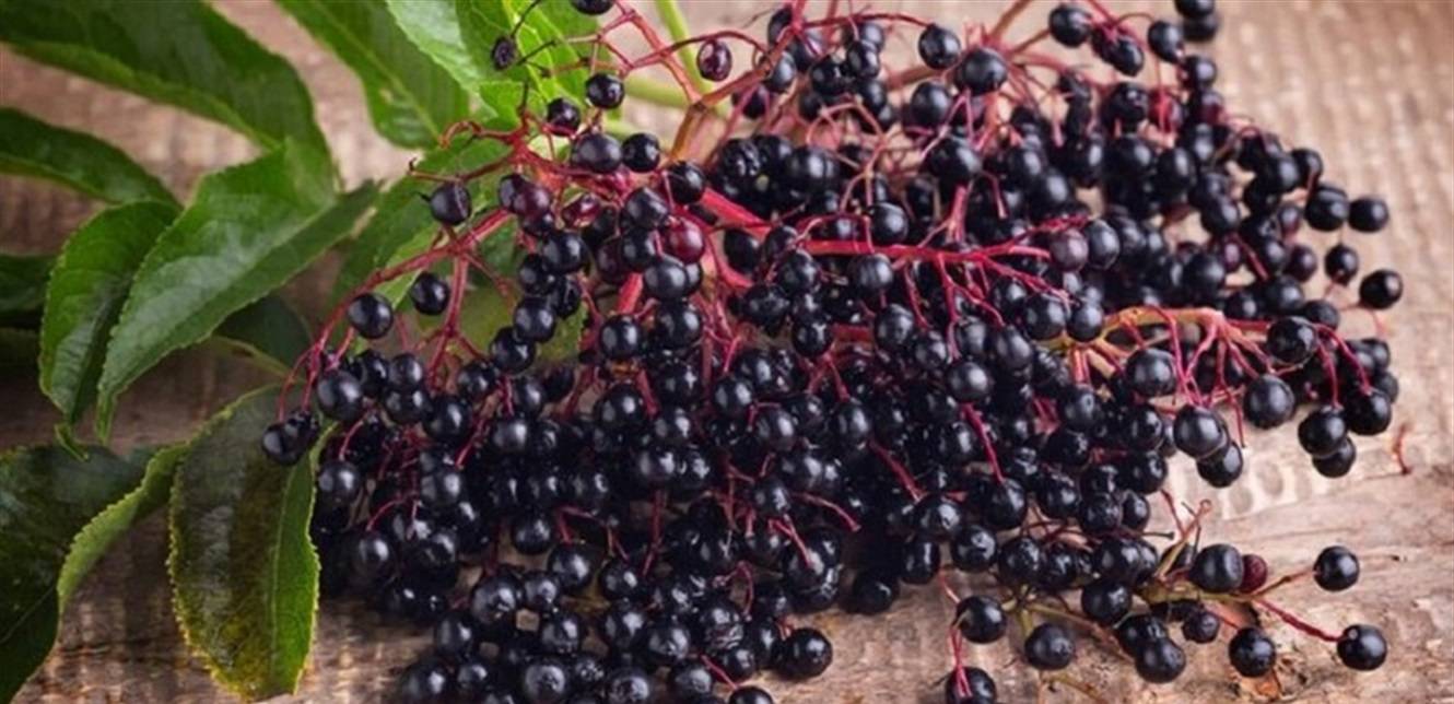 نبات مفيد في علاج الإنفلونزا.. هذا ما كشفه العلماء