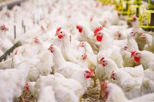 أسعار الدجاج تواكب انخفاض سعر صرف الدولار
