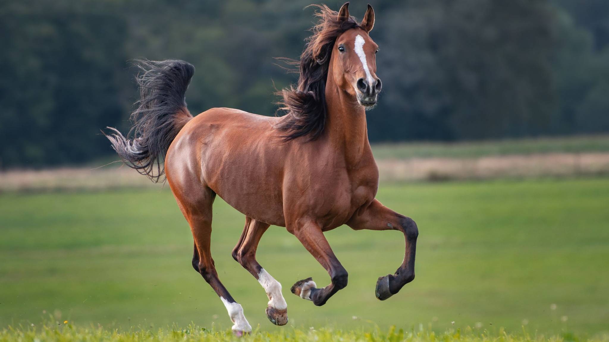 بالصورة - حصان "مبتور" القدم متروكا في عين "العاصفة الثلجية" وحيدا بلا شفقة.. ومناشدة للمعنيين