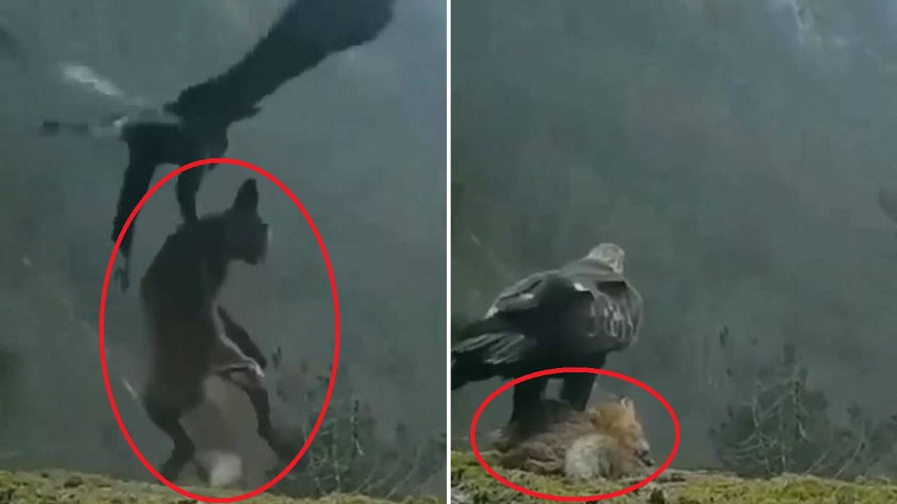 بالفيديو - نسر يصطاد ذئباً ويطير به في السماء!