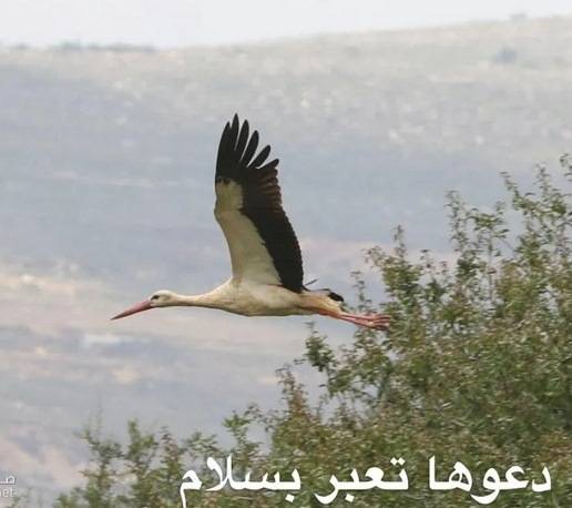 ياسين: أتركوا أسراب الطيور
الصديقة للبيئة تعبر بسلام