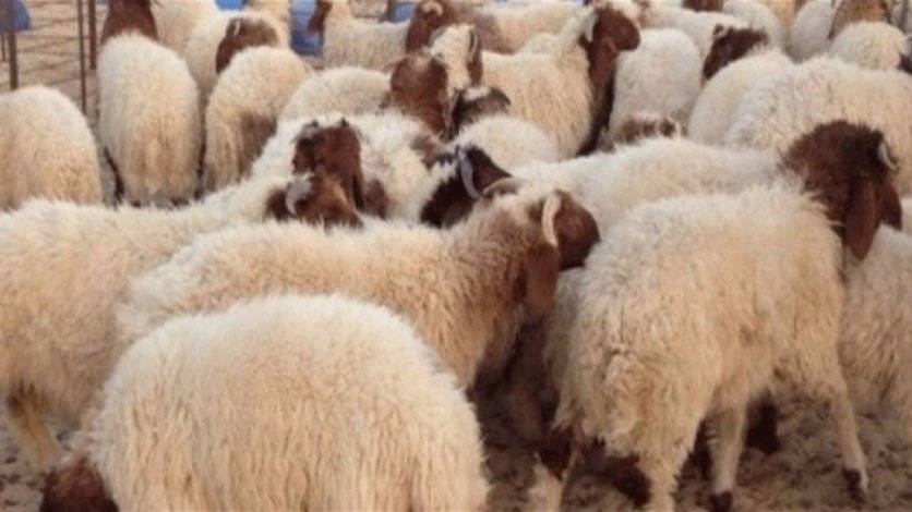 فقدان 14 رأس غنم في زحلة... ماذا في التفاصيل؟