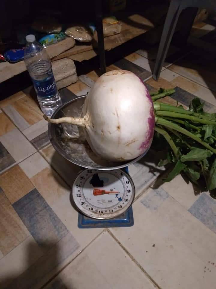 بالصورة - "حبة لفت" ضخمة بسهل عكّار.. فكم بلغ وزنها!