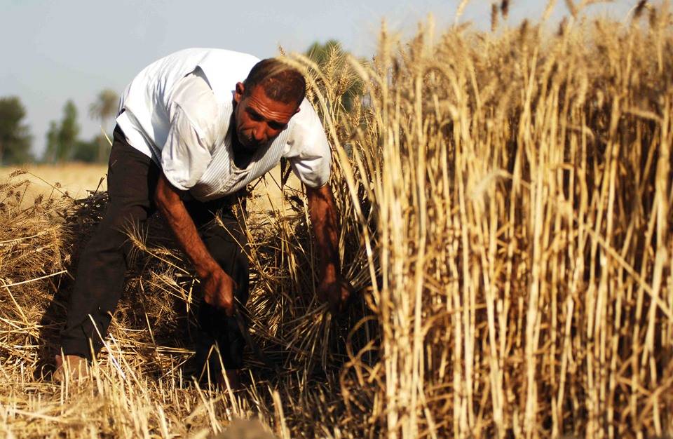 ناقوس خطر في مصر.. ساويرس يوجه نصيحة لوزير التموين بشأن القمح في ظل الأزمة الأوكرانية