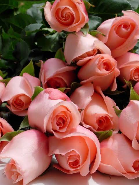 خمس فوائد صحية للورود
