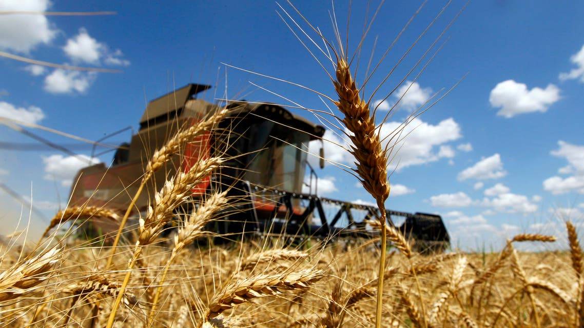 مصر تعمل على خطة لاستيراد القمح من مناطق أخرى بدلا من روسيا وأوكرانيا