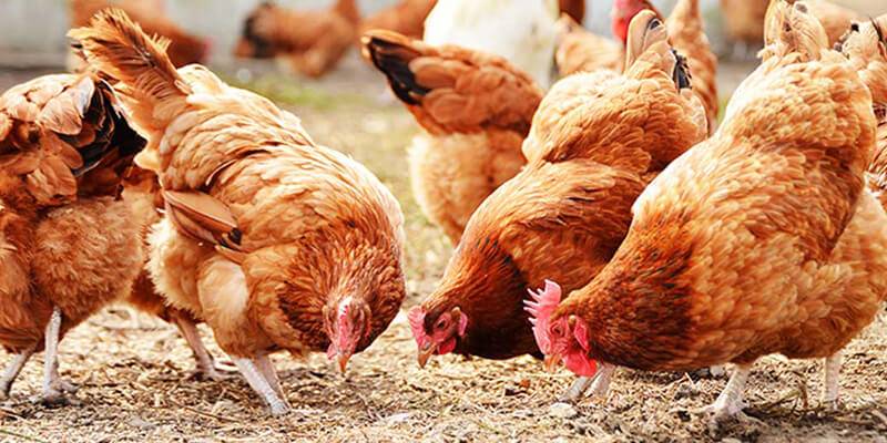 أسعار الدواجن ستحدد حسب "البورصة"!