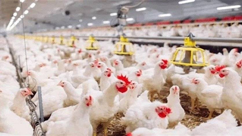 دجاج لبنان أغلى من دجاج بريطانيا!؟