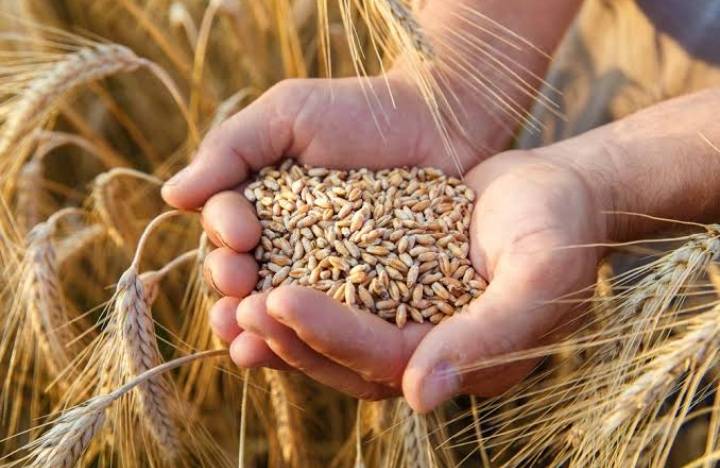 لاستيراد القمح.. دولة جديدة تدخل في حسابات مصر