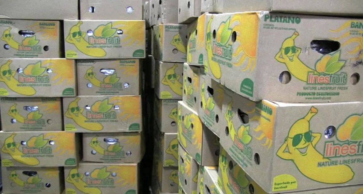 ضبط صناديق موز محشوة كوكايين في الإكوادور مرسلة إلى هذا البلد