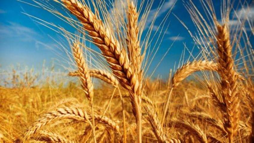 إرتفاع أسعار القمح يهدد العالم بالمجاعة